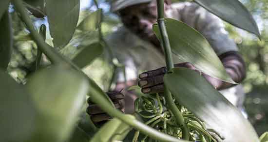 فواید وانیل برای معده و خاصیت مصرف وانیل برای درمان زخم معده فواید وانیل برای معده ؛ خاصیت مصرف وانیل برای درمان زخم معده