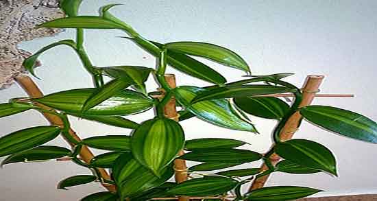 فواید وانیل در بدنسازی ؛ ایا خوردن وانیل تازه برای ورزشکاران مفیده