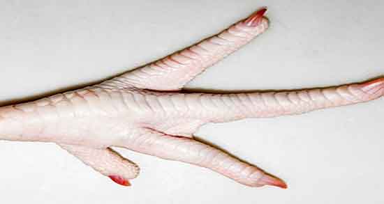 فواید پای مرغ ؛ خاصیت مصرف پای مرغ برای درمان دیسک کمر