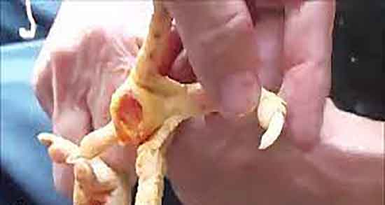 فواید پای مرغ برای دیسک کمر ؛ خواص پای مرغ برای درمان دیسک کمر