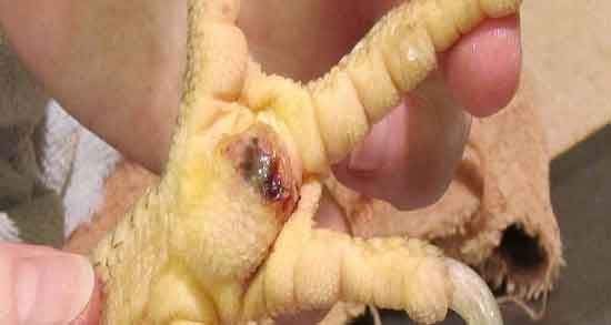 فواید پای مرغ در طب سنتی و خاصیت مصرف پای مرغ از نظر طب سنتی فواید پای مرغ در طب سنتی ؛ خاصیت مصرف پای مرغ از نظر طب سنتی