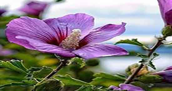 فواید پنیرک برای کودکان ؛ خواص مصرف عرق پنیرک برای کودکان فواید پنیرک برای کودکان ؛ خواص مصرف عرق پنیرک برای کودکان