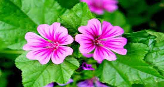 فواید پنیرک توله و خواص مصرف پنیرک توله در دوران بارداری چیست فواید پنیرک توله ؛ خواص مصرف پنیرک توله در دوران بارداری چیست