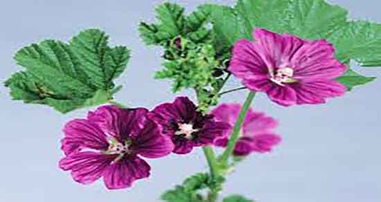 فواید پنیرک در طب سنتی و خواص مصرف پنیرک نخل در طب سنتی فواید پنیرک در طب سنتی ؛ خواص مصرف پنیرک نخل در طب سنتی