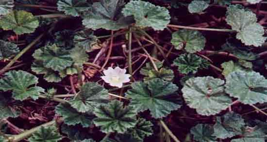 فواید پنیرک و خاصیت مصرف پنیرک برای اگزمای پوستی کودکان فواید پنیرک ؛ خاصیت مصرف پنیرک برای اگزمای پوستی کودکان