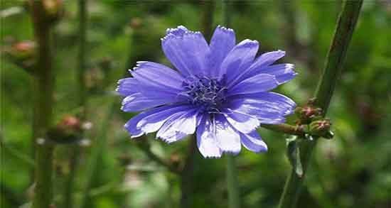 فواید کاسنی برای زنان و خاصیت مصرف گیاه کاسنی برای زنان شیرده فواید کاسنی برای زنان ؛ خاصیت مصرف گیاه کاسنی برای زنان شیرده