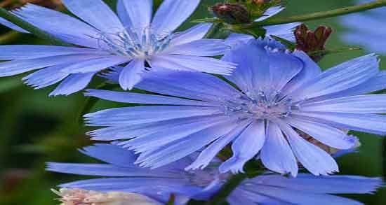 فواید کاسنی برای مردان ؛ خواص مصرف عرق کاسنی برای زنان شیرده