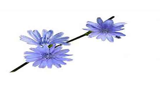 فواید کاسنی برای کبد ؛ خواص ریشه کاسنی برای درمان کبد چرب