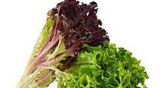 فواید کاهو فرانسوی ؛ خواص مصرف کاهو فرانسوی در دوران بارداری فواید کاهو فرانسوی ؛ خواص مصرف کاهو فرانسوی در دوران بارداری