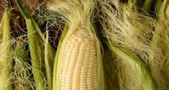 فواید کاکل ذرت ؛ خواص مصرف کاکل ذرت از نظر طب سنتی چیست