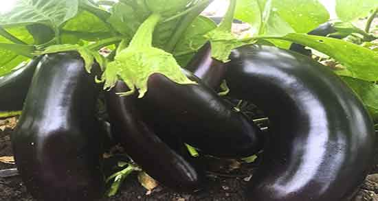 فواید کلاهک بادمجان برای دیابت ؛ خواص کلاهک بادمجان برای قند خون فواید کلاهک بادمجان برای دیابت ؛ خواص کلاهک بادمجان برای قند خون