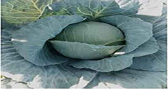 فواید کلم برگ در لاغری ؛ خاصیت مصرف کلم برگ برای چربی سوزی فواید کلم برگ در لاغری ؛ خاصیت مصرف کلم برگ برای چربی سوزی