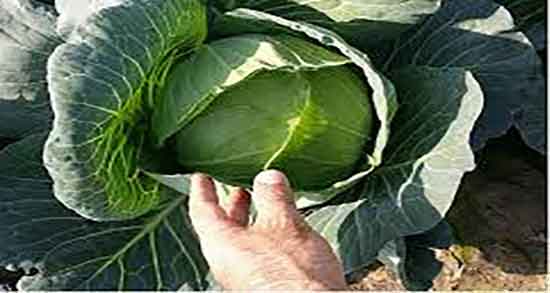 فواید کلم برگ قرمز ؛ خاصیت مصرف کلم برگ قرمز برای چربی سوزی فواید کلم برگ قرمز ؛ خاصیت مصرف کلم برگ قرمز برای چربی سوزی