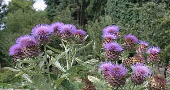 فواید کنگر فرنگی چیست ؛ خواص مصرف کنگر فرنگی برای بدن چیست فواید کنگر فرنگی چیست ؛ خواص مصرف کنگر فرنگی برای بدن چیست