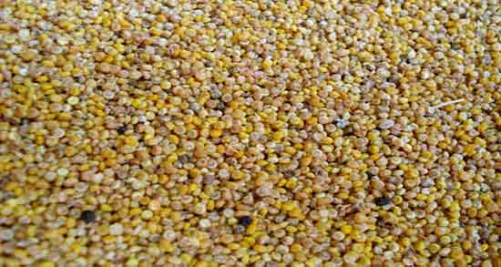 فواید کینوا برای لاغری ؛ خواص دانه کینوا برای لاغری و چربی سوزی بدن