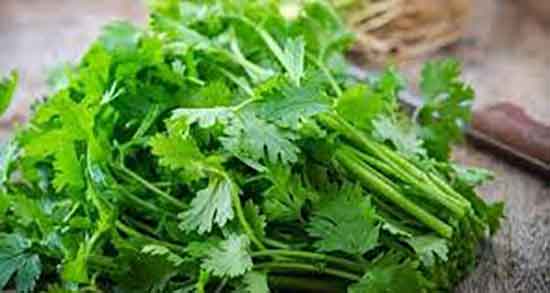 فواید گشنیز ؛ خاصیت مصرف گشنیز برای کنترل قند خون زنان باردار فواید گشنیز ؛ خاصیت مصرف گشنیز برای کنترل قند خون زنان باردار