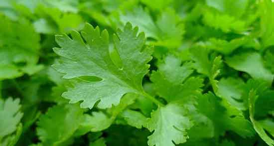 فواید گشنیز برای لاغری و خواص چای گشنیز برای چربی سوزی بدن فواید گشنیز برای لاغری ؛ خواص چای گشنیز برای چربی سوزی بدن