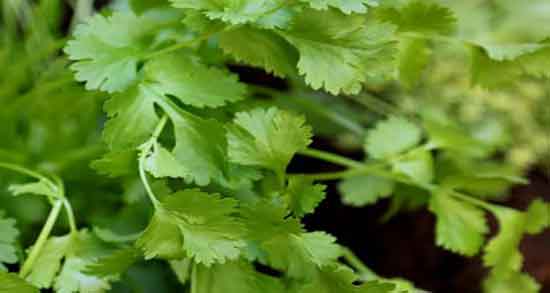 فواید گشنیز برای مردان ؛ خواص گشنیز برای تقویت اسپرم اقایان