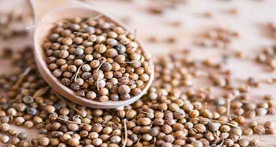 فواید گشنیز تازه ؛ فواید مصرف گشنیز تازه در طب اسلامی فواید گشنیز تازه ؛ فواید مصرف گشنیز تازه در طب اسلامی