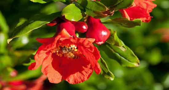 فواید گل انار فارسی ؛ بررسی خاصیت دارویی گل انار فارسی برای سلامتی فواید گل انار فارسی ؛ بررسی خاصیت دارویی گل انار فارسی برای سلامتی