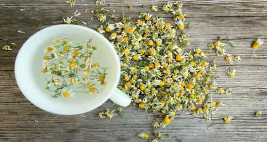 فواید گل بابونه چیست ؛ حفظ سلامتی بدن و درمان بیماری ها با گل بابونه فواید گل بابونه چیست ؛ حفظ سلامتی بدن و درمان بیماری ها با گل بابونه