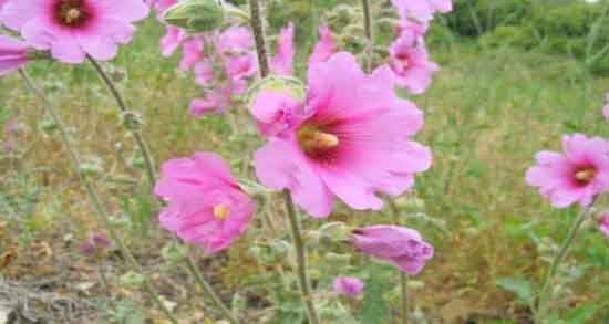 فواید گل ختمی ؛ آشنایی با خواص و فواید مصرف گل ختمی فواید گل ختمی ؛ آشنایی با خواص و فواید مصرف گل ختمی