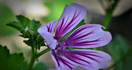 فواید گل ختمی برای بدن ؛ از بین بردن خارش و حساسیت بدن با گل ختمی