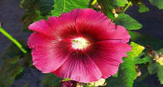 فواید گل ختمی برای مو ؛ پر پشت شدن مو با استفاده از گل ختمی