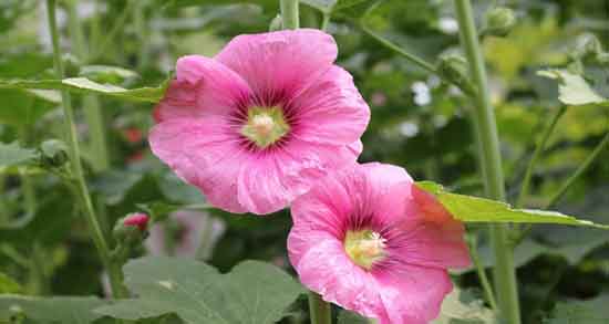 فواید گل ختمی برای پوست ؛ از بین بردن چین و چروک پوست با گل ختمی فواید گل ختمی برای پوست ؛ از بین بردن چین و چروک پوست با گل ختمی