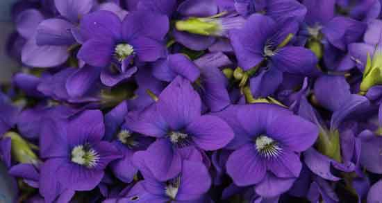 فواید گل ختمی بنفش ؛ کاربردهای درمانی گل ختمی بنفش فواید گل ختمی بنفش ؛ کاربردهای درمانی گل ختمی بنفش