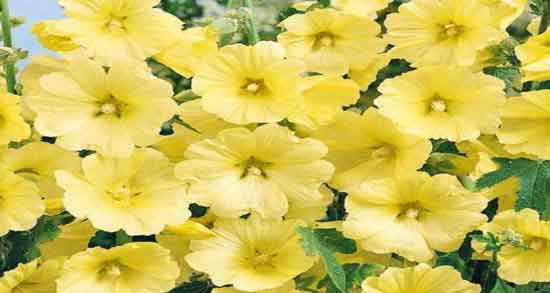 فواید گل ختمی زرد ؛ آشنایی با خواص و وفواید استفاده از گل ختمی زرد فواید گل ختمی زرد ؛ آشنایی با خواص و وفواید استفاده از گل ختمی زرد