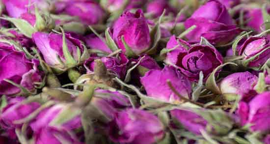 فواید گل محمدی ؛ آشنایی با خواص و فواید مصرف گل محمدی برای سلامتی فواید گل محمدی ؛ آشنایی با خواص و فواید مصرف گل محمدی برای سلامتی