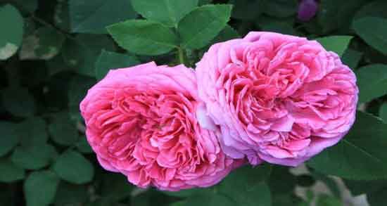 فواید گل محمدی برای بارداری ؛ آشنایی با خواص مصرف گل محمدی در بارداری