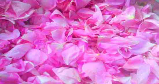 فواید گل محمدی برای یبوست ؛ مصرف گل محمدی برای درمان یبوست فواید گل محمدی برای یبوست ؛ مصرف گل محمدی برای درمان یبوست