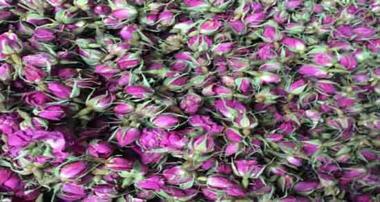 فواید گل محمدی خشک شده ؛ آشنایی با فواید درمانی گل محمدی خشک شده فواید گل محمدی خشک شده ؛ آشنایی با فواید درمانی گل محمدی خشک شده