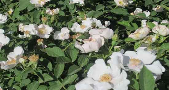 فواید گل نسترن کوهی ؛ خاصیت درمانی و دارویی گل نسترن کوهی فواید گل نسترن کوهی ؛ خاصیت درمانی و دارویی گل نسترن کوهی