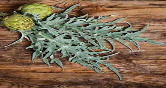 فواید گیاه آرتیشو ؛ خاصیت و عوارض مصرف گیاه ارتیشو چیست فواید گیاه آرتیشو ؛ خاصیت و عوارض مصرف گیاه ارتیشو چیست