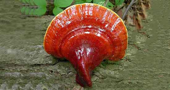 قارچ گانودرما برای تنبلی تخمدان ؛ تاثیر گانودرما بر کیست تخمدان