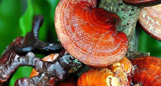 قارچ گانودرما برای لاغری ؛ طریقه مصرف قارچ گانودرما برای لاغری قارچ گانودرما برای لاغری ؛ طریقه مصرف قارچ گانودرما برای لاغری