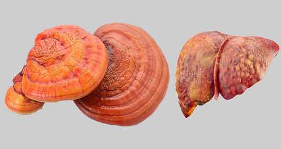 قارچ گانودرما برای پوست ؛ طریقه مصرف قارچ گانودرما برای پیسی قارچ گانودرما برای پوست ؛ طریقه مصرف قارچ گانودرما برای پیسی