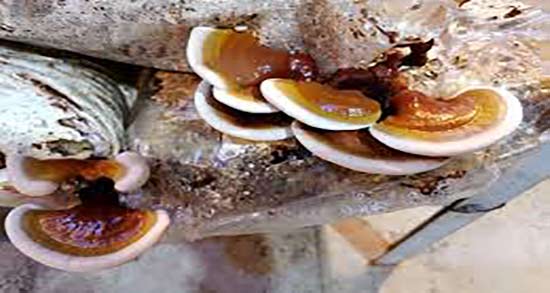 قارچ گانودرما برای چاقی ؛ قهوه گانودرما برای افزایش وزن قارچ گانودرما برای چاقی ؛ قهوه گانودرما برای افزایش وزن