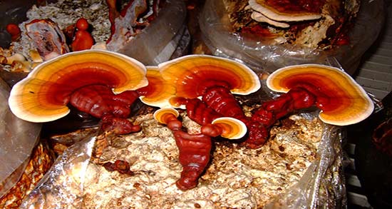 قارچ گانودرما برای کبد چرب ؛ درمان قطعی کبد چرب با گانودرما قارچ گانودرما برای کبد چرب ؛ درمان قطعی کبد چرب با گانودرما