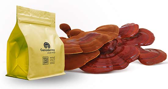 قارچ گانودرما برای کلیه ؛ مصرف گانودرما و عفونت ادراری قارچ گانودرما برای کلیه ؛ مصرف گانودرما و عفونت ادراری