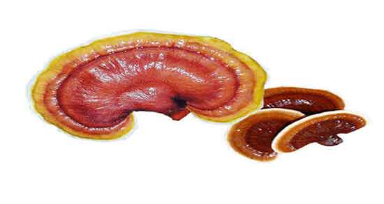 قارچ گانودرما در ایران ؛ انواع قارچ گانودرما را از کجا تهیه کنیم قارچ گانودرما در ایران ؛ انواع قارچ گانودرما را از کجا تهیه کنیم