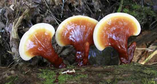 قارچ گانودرما در درمان زگیل تناسلی ؛ صابون گانودرما برای زگیل تناسلی قارچ گانودرما در درمان زگیل تناسلی ؛ صابون گانودرما برای زگیل تناسلی