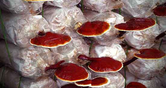 قارچ گانودرما و ام اس ؛ مصرف گانودرما و درمان بیماری ام اس قارچ گانودرما و ام اس ؛ مصرف گانودرما و درمان بیماری ام اس