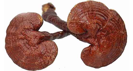 قارچ گانودرما و بارداری و قارچ گانودرما برای تنبلی تخمدان قارچ گانودرما و بارداری ؛ قارچ گانودرما برای تنبلی تخمدان