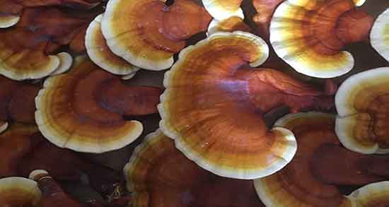 قارچ گانودرما و جینسینگ ؛ بهترین زمان مصرف قهوه گانودرما قارچ گانودرما و جینسینگ ؛ بهترین زمان مصرف قهوه گانودرما