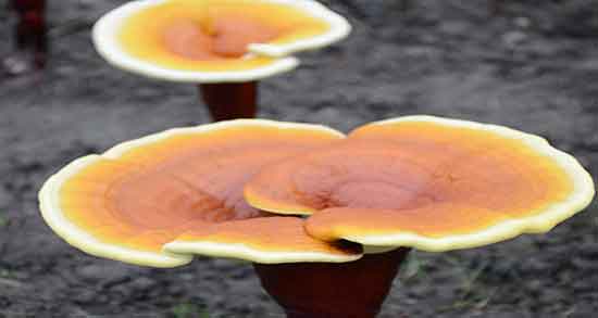 قارچ گانودرما و درمان زگیل تناسلی ؛ درمان زگیل دست با گانودرما قارچ گانودرما و درمان زگیل تناسلی ؛ درمان زگیل دست با گانودرما