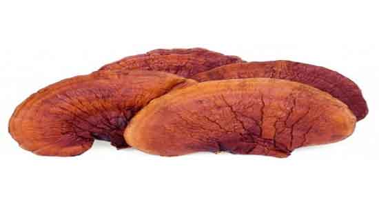 قارچ گانودرما و دیابت ؛ طریقه مصرف قارچ گانودرما برای دیابت قارچ گانودرما و دیابت ؛ طریقه مصرف قارچ گانودرما برای دیابت